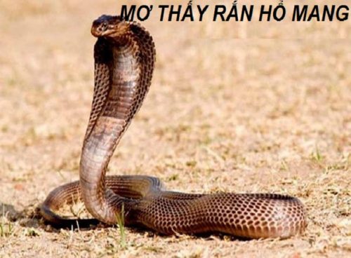 nam-mo-thay-ran-ho-mang